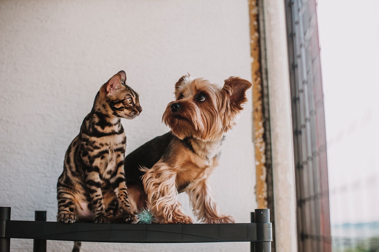 Een hond en een kat naast elkaar